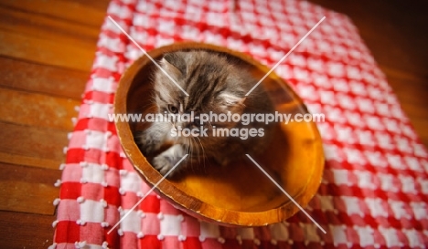 Scottish Fold kitten in a wooden bowl. 