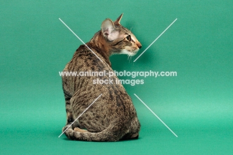 Oriental Shorthair back view, Brown Spotted Tabby colour