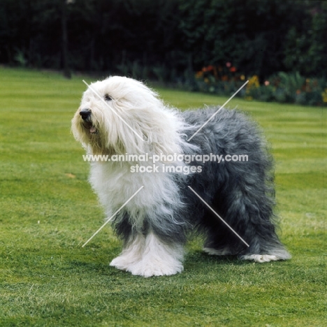 ch reculver little rascal (cuddles) old english sheepdog