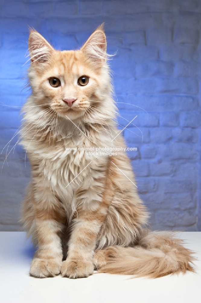 Maine Coon cat sitting and looking towards camera