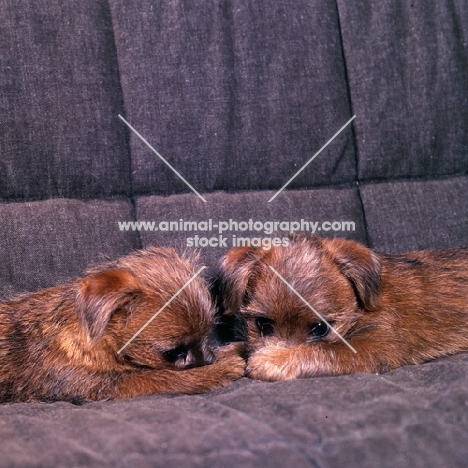 chalkyfield folly & badger, two norfolk terrier puppies lying on a sofa