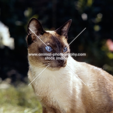 old style siamese cat, seal point 