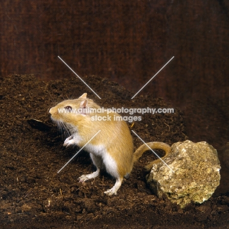 Argente gerbil standing on peat, on hind legs