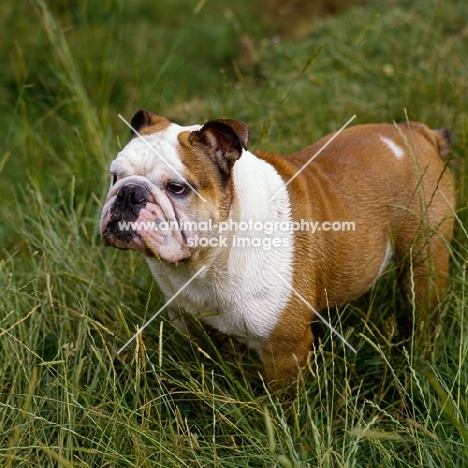 bulldog in long grass