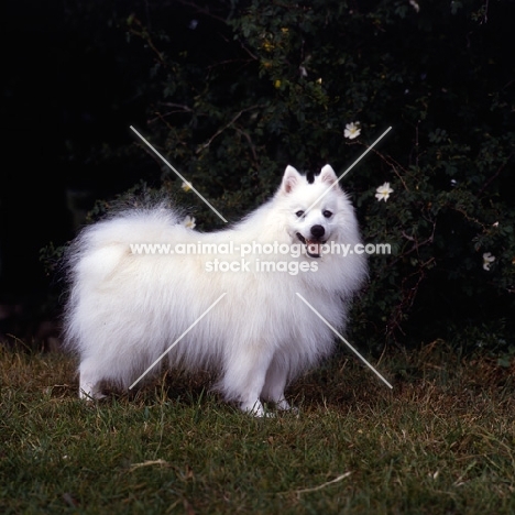  japanese spitz