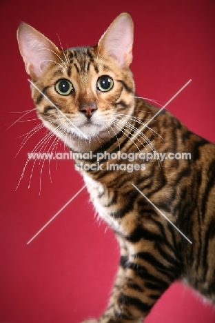 Toyger cat portrait
