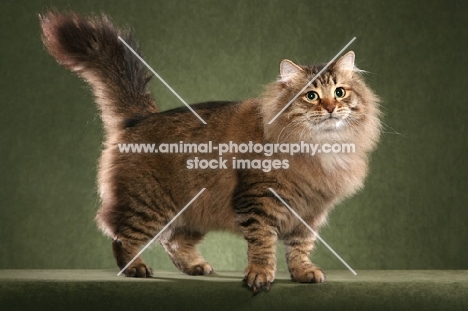 Siberian cat on sage green background