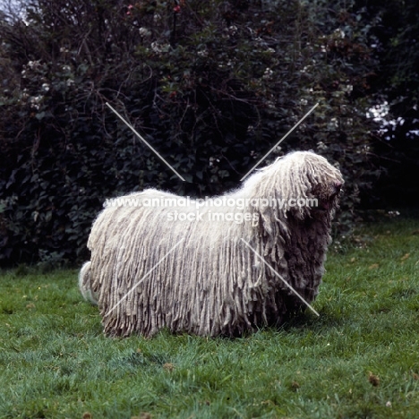 komondor standing on grass