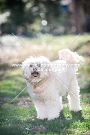 wheaten terrier mix standing in grass