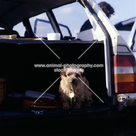 norfolk terrier in a car