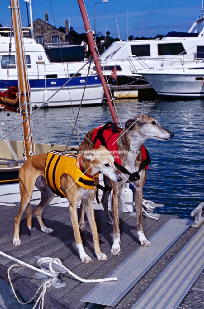 greyhound and x greyhound on holiday wearing lifejackets, emma and rosy