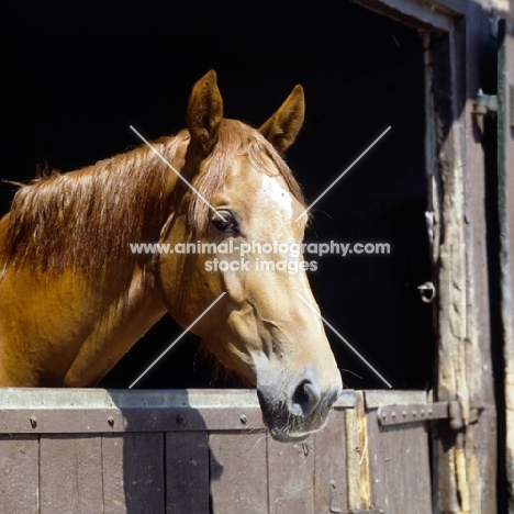 constance, westphalian warmblood mare 