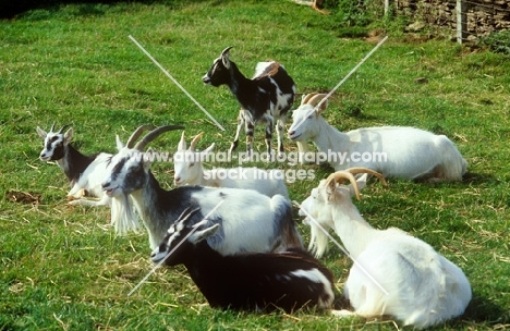 group of goats at cotswold farm park