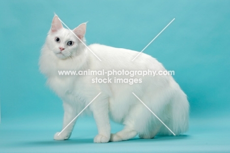 young white Maine Coon on blue background