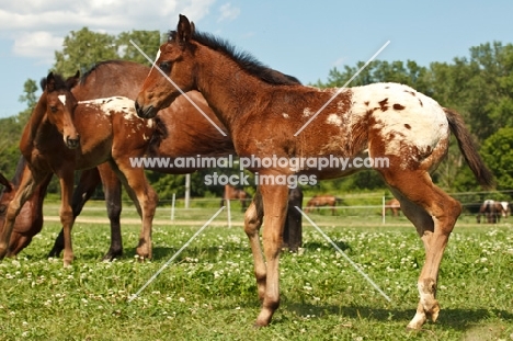 young Appaloosa horse