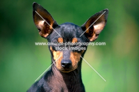 champion english toy terrier looking at camera