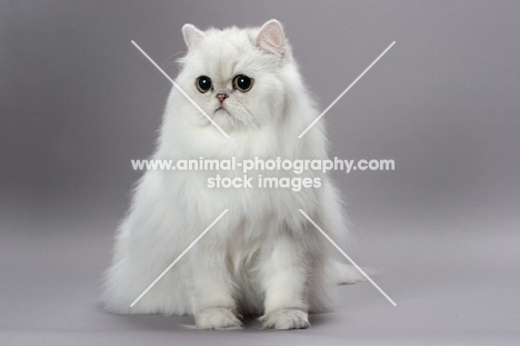 shaded silver Persian on grey background