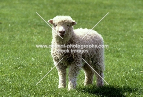 grey face dartmoor lamb 