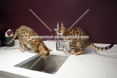 two Bengal cats licking the tap and looking in the sink