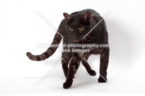 black spotted Safari cat, walking