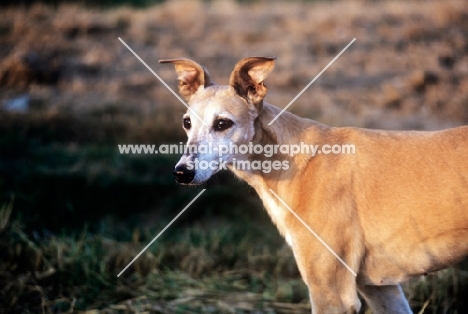 rescued lurcher in a field