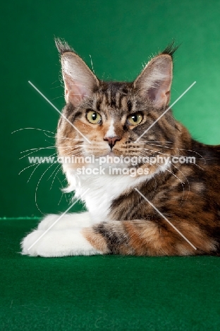 Maine Coon cat head shot on green background and looking at camera