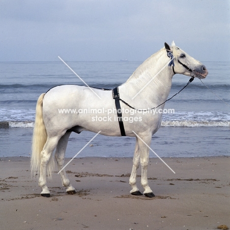 Descarado 11, Andalusian stallion full body by the sea