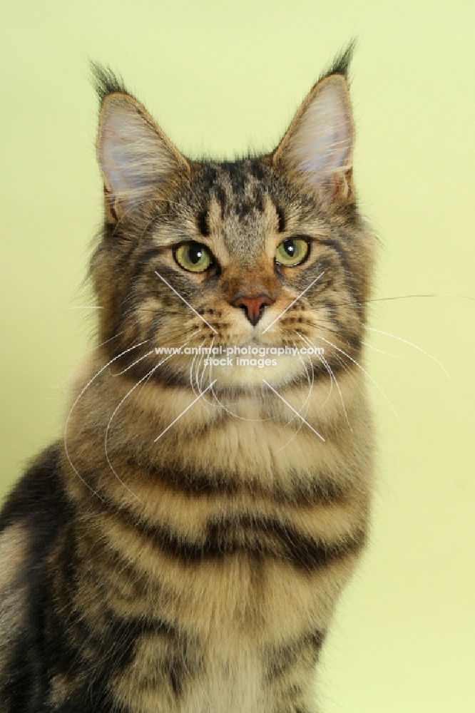 brown tabby Maine Coon cat, portrait