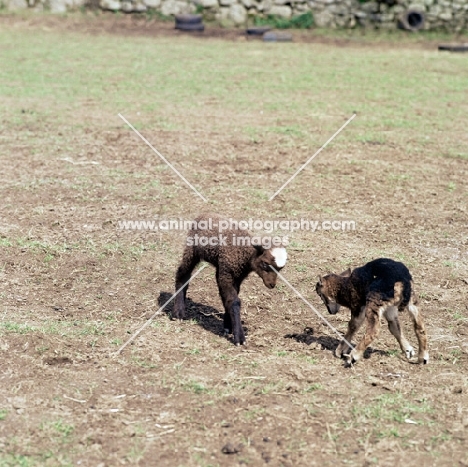 cross bred soay lambs getting ready to fight