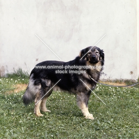 istrian sheepdog, kraski owcar, zar