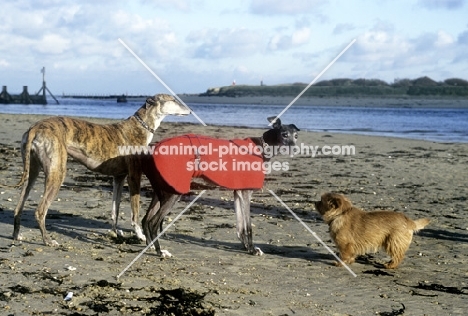 two rescued racing bred greyhounds with norfolk terrier, roscrea emma, kevin