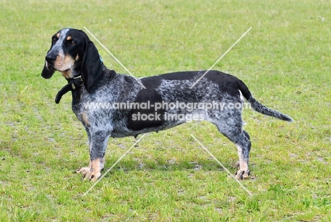 world champion Basset Bleu de Gascogne