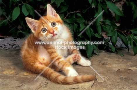 red tabby and white kitten looking up