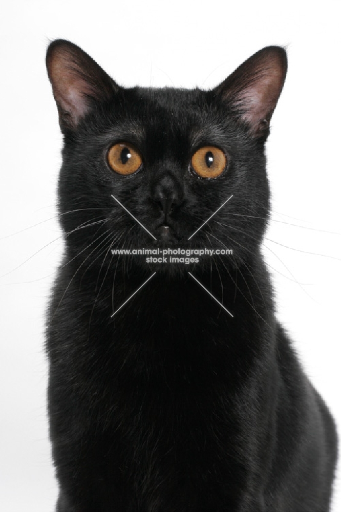 Bombay cat on white background, portrait