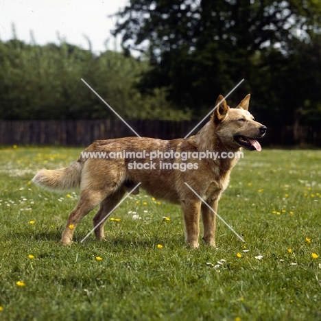 champion australian cattle dog standing 