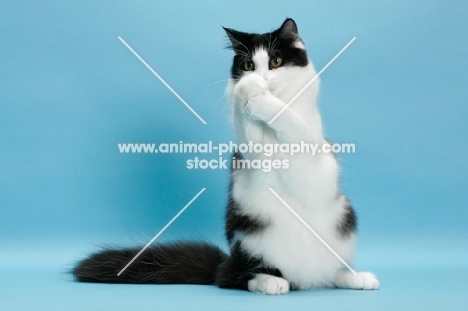 black and white Norwegian Forest cat, sitting on hind legs