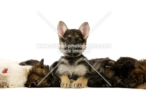 group of German Shepherd (aka Alsatian) puppies, all sleeping, one awake