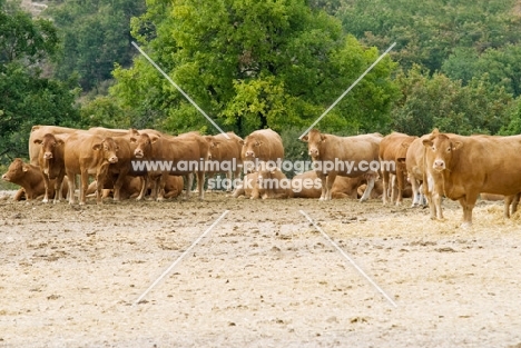 herd of limousin cattle