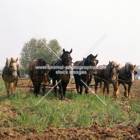 6 Amish horses cultivating field