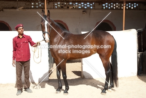 bay Marwari mare near her stable at Rohet Garh, India
