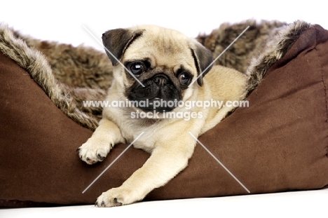 Pug puppy in dog bed
