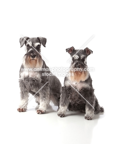 two miniature schnauzers