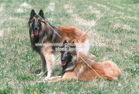 Belgian Sheepdog Tervueren