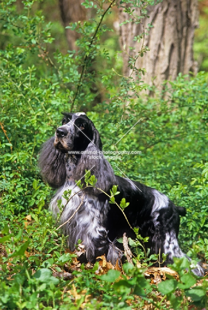 am ch somerset's stage door review, english cocker spaniel in usa trim