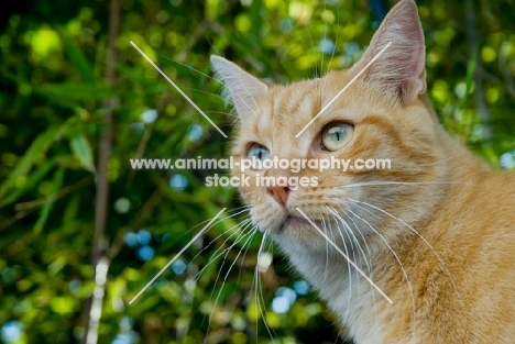 ginger cat in france