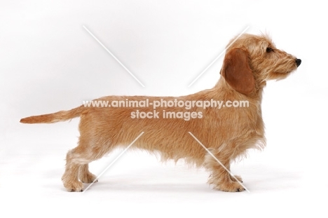 Dachshund (Miniature Wire), posed