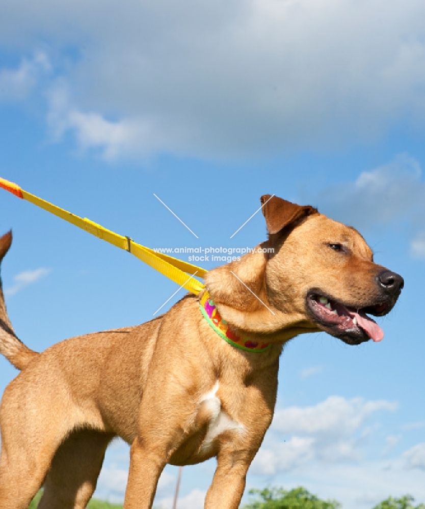 Pit Bull mix on lead