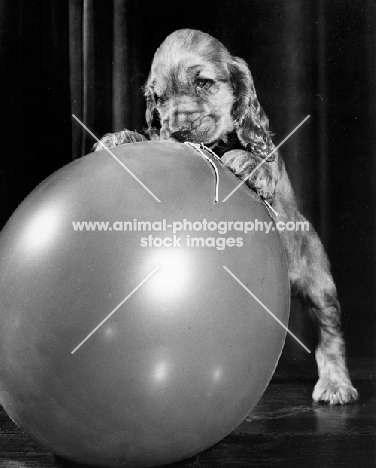 Cocker Spaniel puppy with balloon