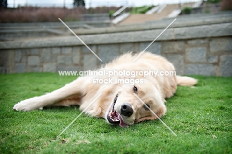 golden retriever lying on side in grass