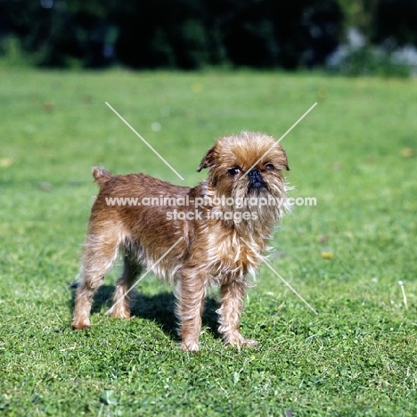 griffon bruxellois looking at camera